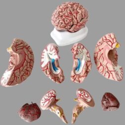 Fiber Glass Human Brain Model in 8 part with magnets and fiber base stand For Teaching Anatomy of  Brain for Science Classroom Study