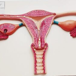 Uterus Ovary Anatomical Model - Uterus Model Medical Anatomical Uterus Teaching Model - Advanced  Simulation Maternal Uterus Structure Anatomy Model for Medical Teaching