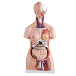 Anatomical Life Size (85cm length) Unisex Human Torso Model in 24 Parts with Interchangeable  Reproductive System in Fiber Glass Material. 85 cm length