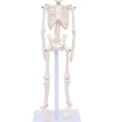 Anatomical Learning Micro Skeleton Model, 21cm Height