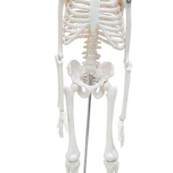 Desktop Skeleton 45cm | PVC | Anatomical Model