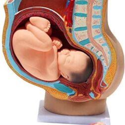 Study Model Human Female Pelvis Section Pregnancy Anatomical Model Anatomy Model Pregnancy  Pelvis Female Pelvis Model Fetus