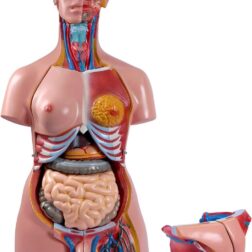 Human Torso Model (85cm Tall) With 23 Removable Parts | Made Up Of Unbreakable Non-Toxic PVC Plastic  | Devloped By Expert Anatomists | Master Human Anatomy With This Premium Torso Model