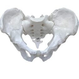 Male Pelvis Bone Model | Anatomical Model | Bones and Skeleton | PVC
