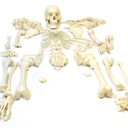 Bilateral Disarticulated Human Skeleton Model ✮ Disarticulated Bone Set ✮ Disarticulated Skeleton  ✮ Life-Size 5 ft Tall ✮ Bone Set for Medical Students ✮ Premium Quality