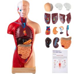 Human Body Model 15 Parts 11 Inch Human Anatomy Model Medical Teaching Anatomical Skeleton Model  with Removable Organs for Student Kids Adults, Display Base & Product Manual Included