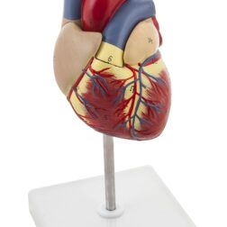 Deluxe Natural Size Human Heart Anatomical Model, 2 Parts, Showing Four Chambers, Valves,  And Major Blood Vessels, With Detailed Study Guide (Red), Adult