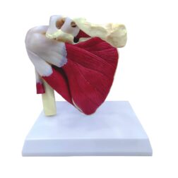 Muscular Shoulder Joint Model, Life Size, PVC, with detailed key card | Anatomical Model | Ideal for doctors and  students for medical study and patient education | Bones and Skeleton