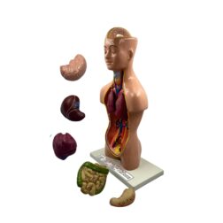 Human Torso Model Detachable 6 Parts Sexless For Educational Purpose