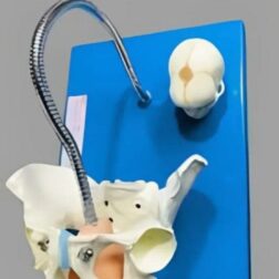 Child birth Demonstration model with pelvis and baby skull (Unbreakable 1 pc)
