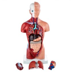 Mini Human Torso Model With 15 Removable Parts | Made Up Of Unbreakable PVC Plastic | Master Human  Anatomy With This Premium Anatomical Torso Model
