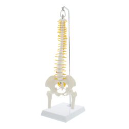 Spinal Column Model Half Size