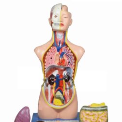 Human Mini Torso Model 50 cm, Dissectable in 12 parts | PVC | 73 features marked | Anatomical Model