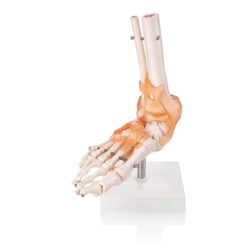 Human Foot Joint Model with Ligaments  Scientific Life Size with Premium Display Base  Best Teaching  Tool for Patient Education & Anatomy Study
