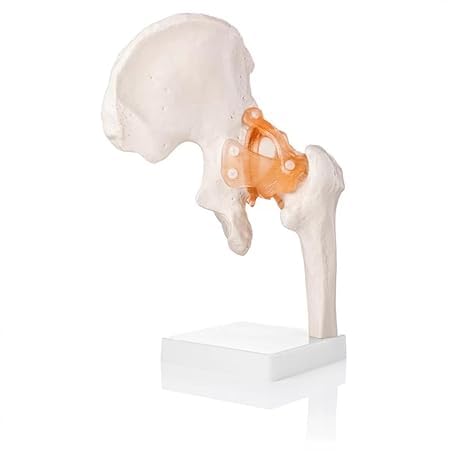 spancare_pharmaceuticals Human Hip Joint Model with Ligaments Scientific Life Size with Premium Display Base