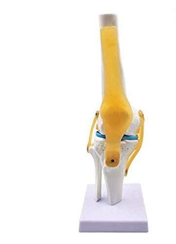 Spancare Anatomical Medical Knee Joint Model with Stand Life Size with Ligaments Medical