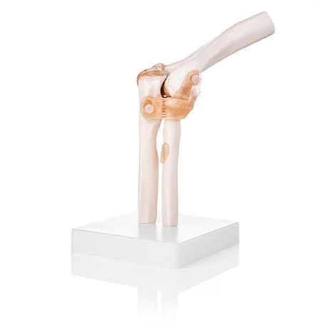 SPANCARE_PHARMACEUTICALS Human Elbow Joint Model with Ligaments ✮ Scientific Life Size with Premium Display Base