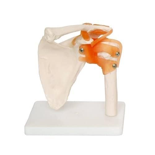 spancare_pharmaceuticals Joint Anatomical Model Skeleton Life Size Shoulder