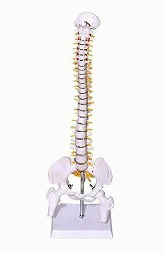 Spancare Human Mini Spine Model with Femur Head (Vertebral/Spinal Column Model) 45 cms