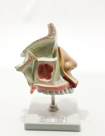 spancare_pharmaceuticals Anatomical Human Nose/Nasal Cavity Model