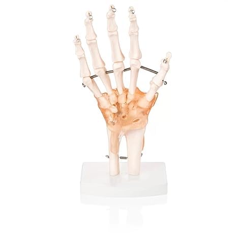 spancare pharmaceuticals Human Hand Joint Model with Ligaments Scientific Life Size with Premium Display Base Best Teaching Tool for
