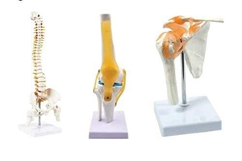 Spancare Shoulder Model, Spine Model, Knee Model, 95% Anatomical,Premium Medical Quality
