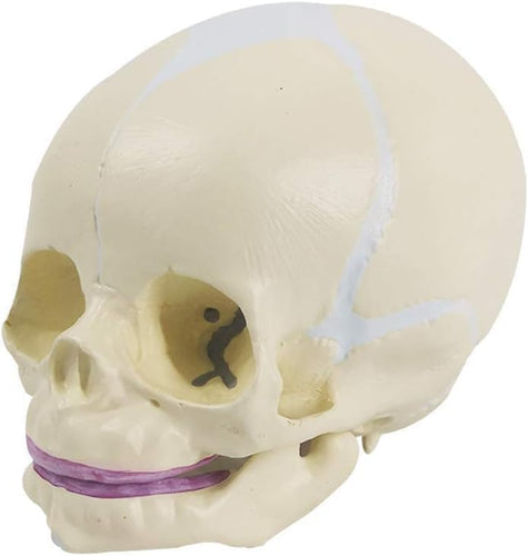 Generic Fetus Skull Model with Articulating Jaw (Premium Anatomical Model)
