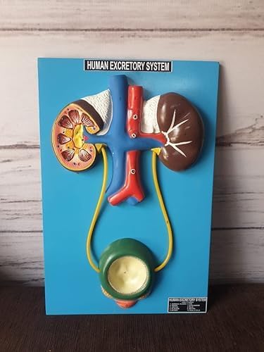 Human Anatomy Educational Model, Excretory System with Kidney and Bladder, with Base