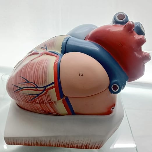 Human Heart Educational Model, 4 Parts, 6X Enlarged Size, Fiberglass, for Science and Medical Studies