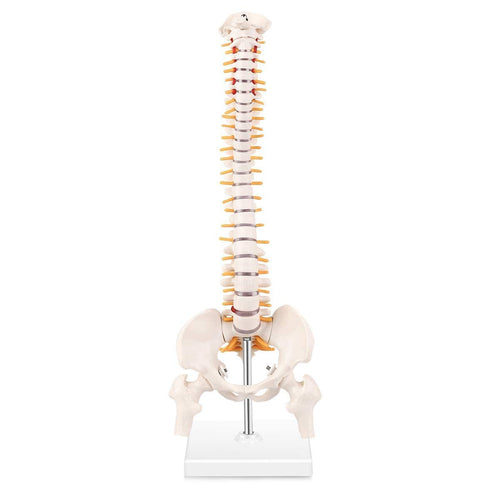 Human Spine Model with Femur (Heads & Stand) Premium QLTY