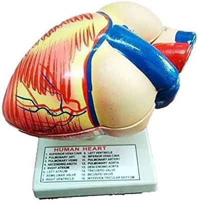 Human Heart Anatomical Model, 3D Dissectible Educational Tool for Detailed Study