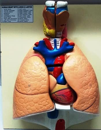 Human Heart With Lungs & Laryns Full Size 7 Part and 2 Parts Removable Larynx Model Mounted on Wooden Board Base