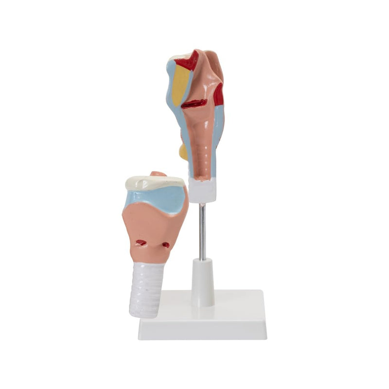 HUMAN LARYNX MODEL (Mounted on base with key card)