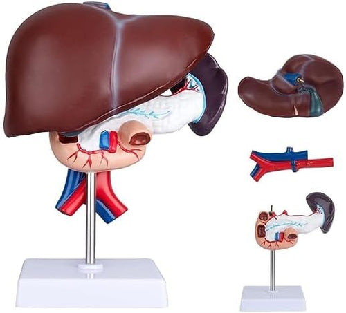 SPANCARE PHARMACEUTICALS Anatomical Model of Liver, Pancreas and Duodenum, Medical Educational Display