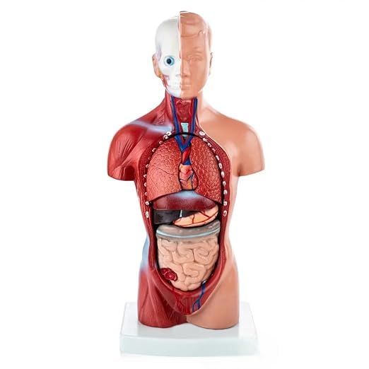 Human Torso Anatomy Model with Detachable Organs – 3D Medical Teaching Tool for Students & Professionals, Durable PVC Build with Display Base