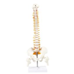 45cm Tall Human Vertebral Column Anatomy Spine Model for Chiropractor and Osteopath | Learn Spinal  Anatomy In No Time With This Spine Model