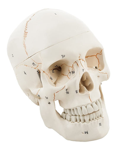 Spancare Human Skull Model with Removable Calvarium, Anatomical Model, PVC Plastic
