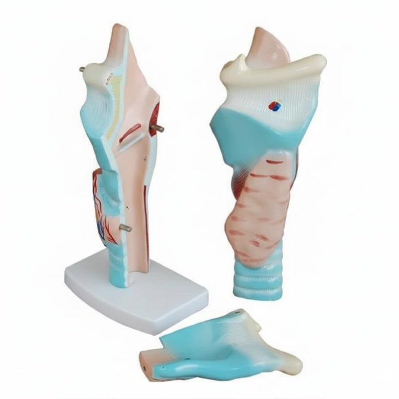 Human Larynx Model Enlarged Anatomical Vocal Cords & Laryngeal Cartilage Model Teaching Tool for Medical Students, Nursing, ENT Trainees