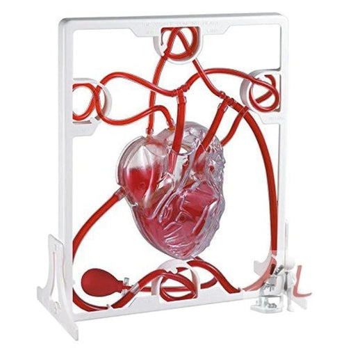 SPANCARE PHARMACEUTICALS Pumping Human Heart Model with Artificial Blood