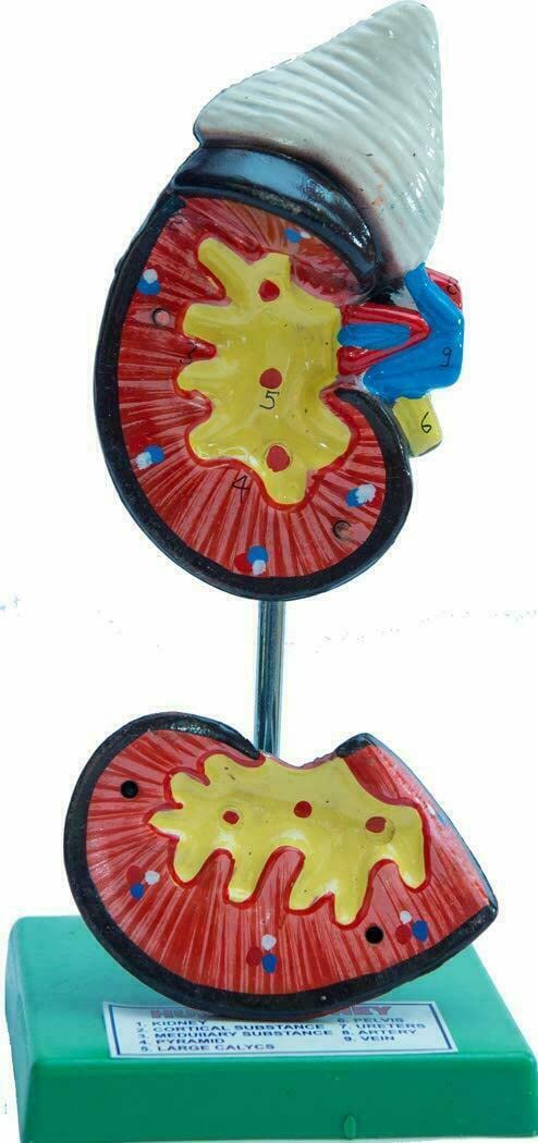 Spancare Learning Material Educational Human Kidney Model Biology Med 3D Model Teacher