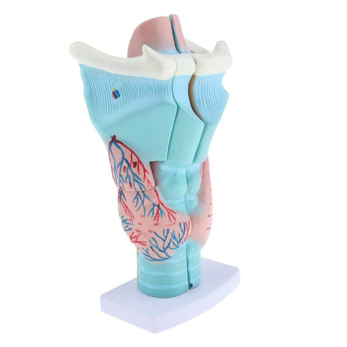 3x Magnified Human Larynx Anatomical Model Anatomy Throat Model