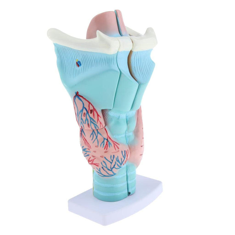 3x Magnified Human Larynx Anatomical Model Anatomy Throat Model