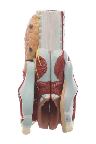 (Larynx Model), 2 Times Enlarged, 5 Parts with Detailed Key Card