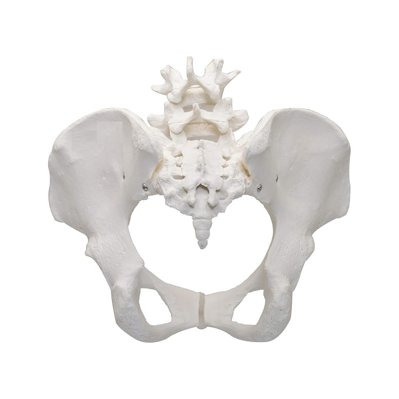 Premium Female Pelvis Skeleton Model – Anatomically Correct Life Size Pelvis for Education, Teaching, and Student Study