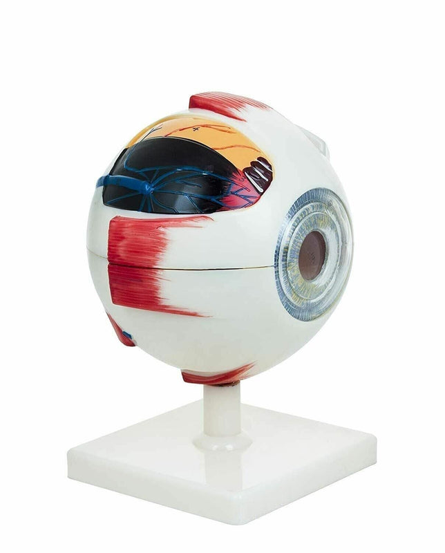 Spancare Human Eye Model Premium with Dissectible Eye Ball 7 Parts can Enlarged 5 Times
