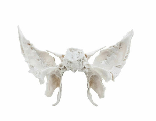 Spancare Sphenoid Bone from Original Human Skull Cast, Anatomically Correct