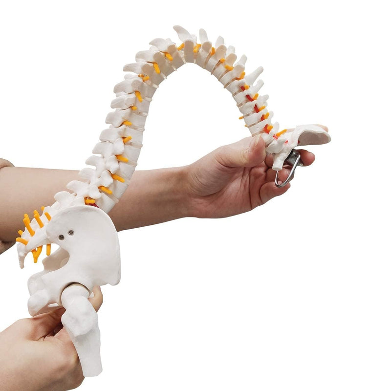 Mini Human Spine Model, Bendable Spinal Cord with Herniated Disk, Nerves, Arteries, Pelvis, and, (Includes Stand)