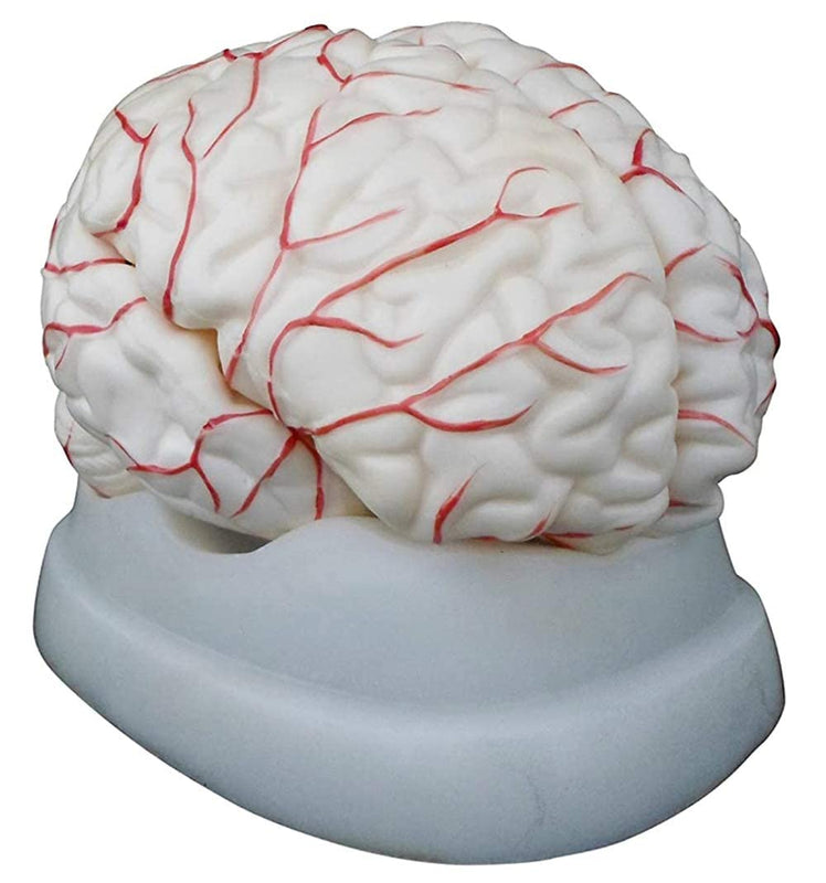 SPANCARE PHARMACEUTICALS Human Brain 8 Part Model Shows Arteries, Dissects Into 8 Parts Anatomical Model