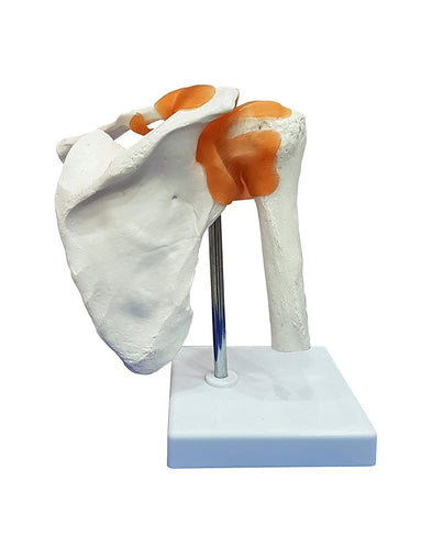 Spancare Shoulder Joint Model, Anatomical Model Flexible PVC Plastic with Plastic Base.