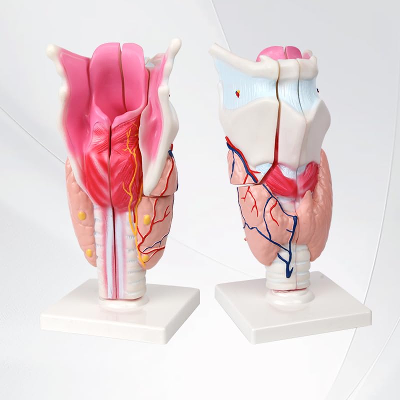 Giant Sized Human Larynx Model (5 Parts) - Myaskro